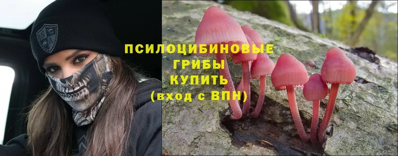 kraken рабочий сайт  Абинск  Галлюциногенные грибы Cubensis 